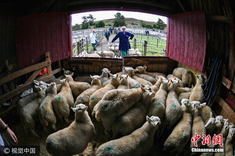 英国苏格兰举办欧洲最大规模绵羊集市 2万只绵羊等待交易