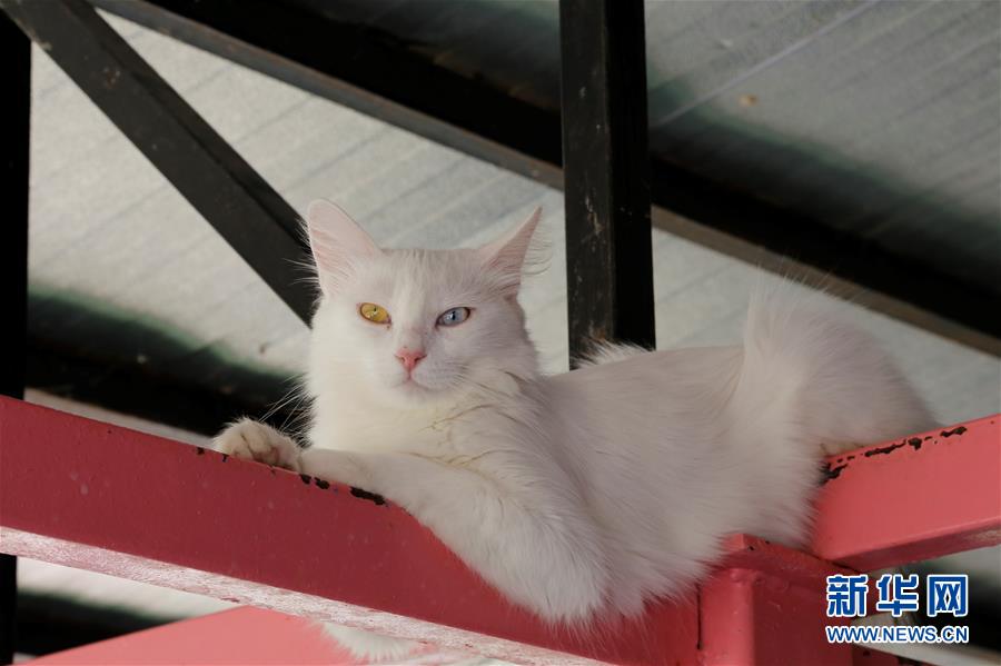 土耳其“国猫”的幸福生活