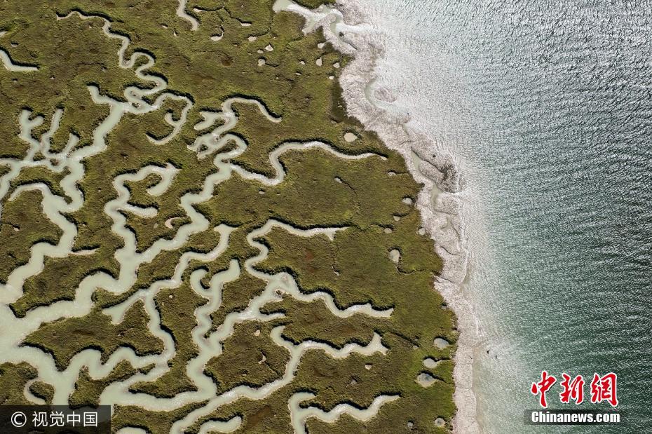 航拍绿色湿地纵横交错宛如大脑特写