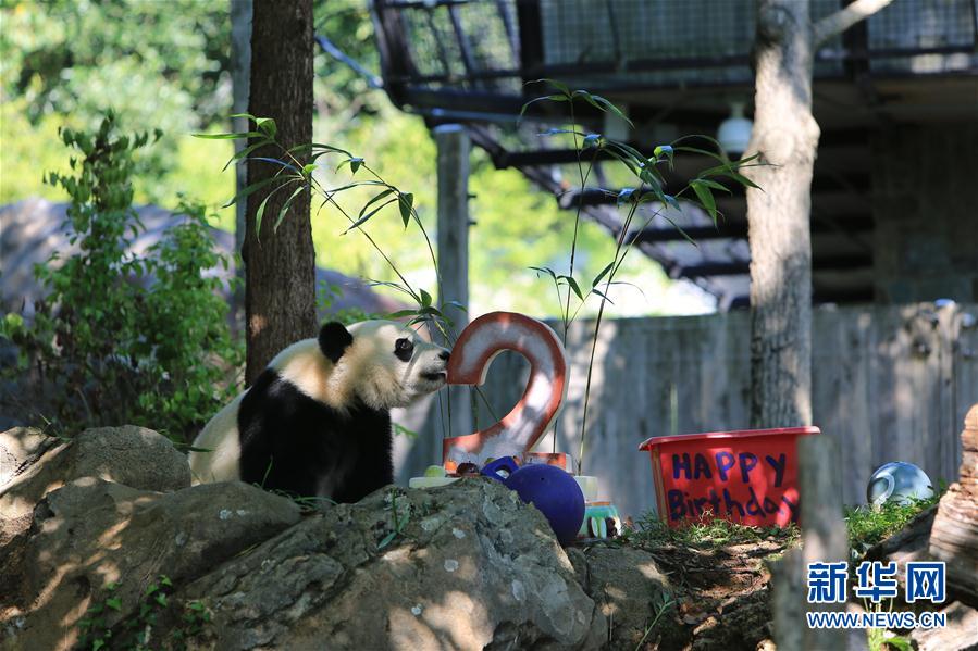 美国国家动物园为大熊猫“贝贝”过两岁生日