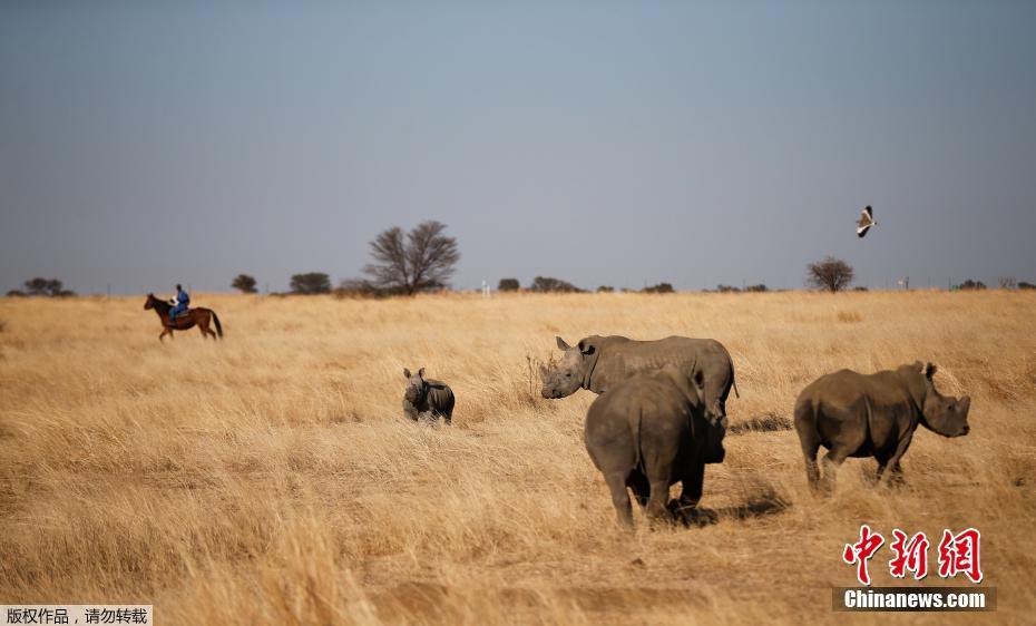 为免遭偷猎者毒手 南非濒危犀牛无奈被锯角
