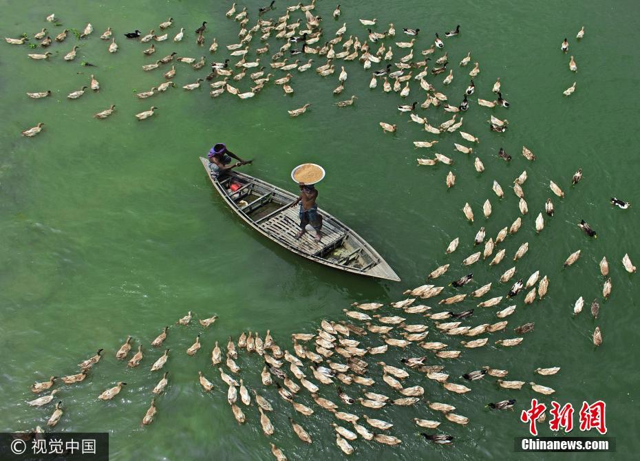 孟加拉百余鸭子绕小船等喂食 景观独特