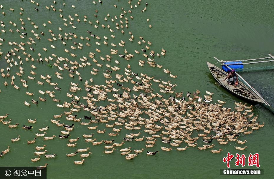 孟加拉百余鸭子绕小船等喂食 景观独特