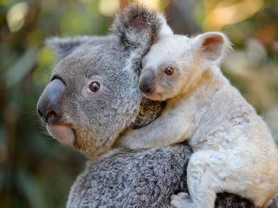澳大利亚现罕见白色小考拉 与妈妈紧紧依偎