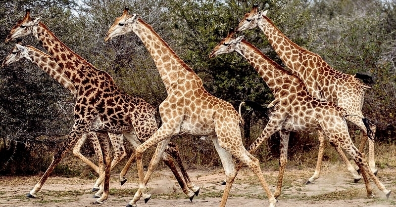 南非一长颈鹿锯齿状斑纹与众不同