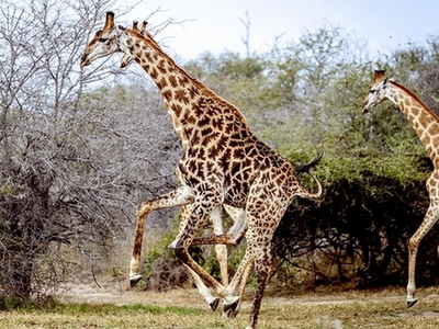 南非一长颈鹿锯齿状斑纹与众不同