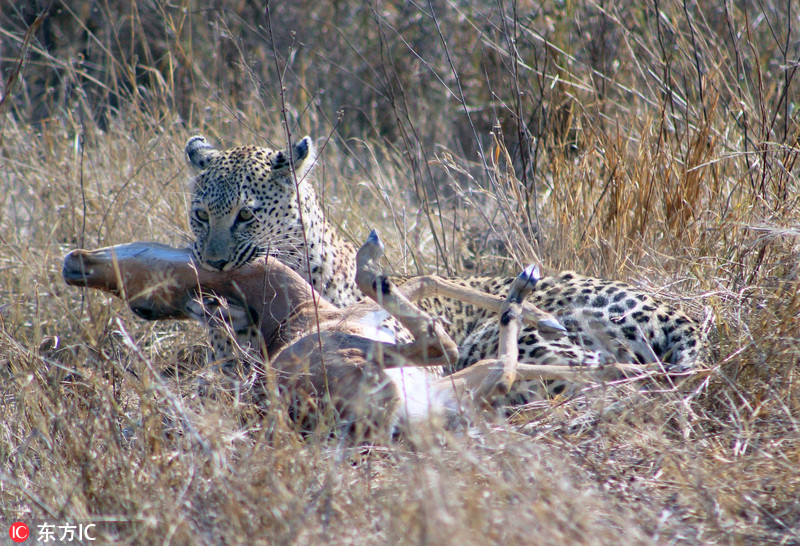 南非豹子残忍猎杀斑羚 锁喉功一招致命