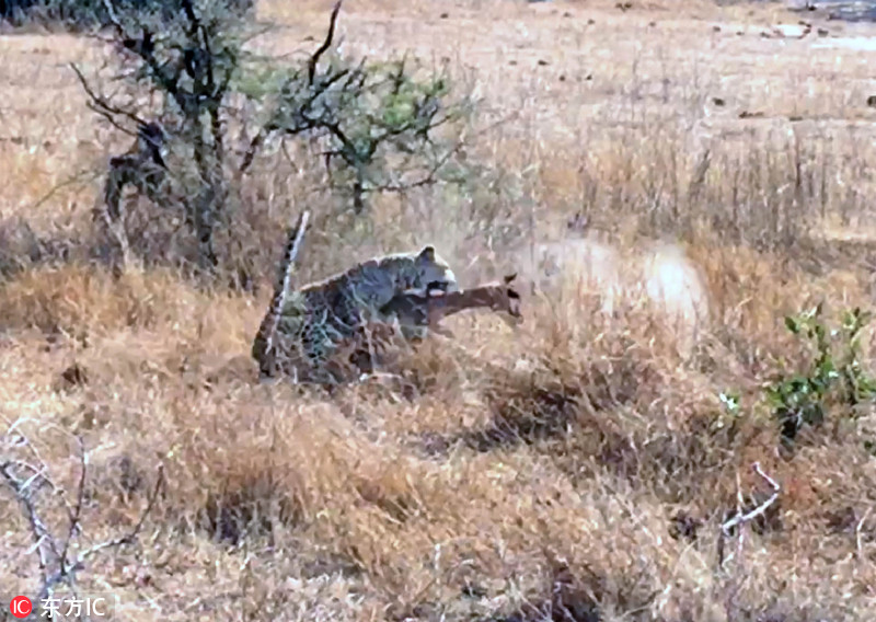 南非豹子残忍猎杀斑羚 锁喉功一招致命