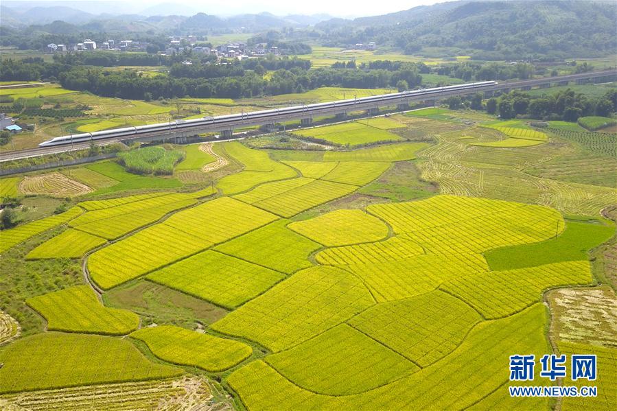 广西鹿寨：制种水稻丰收