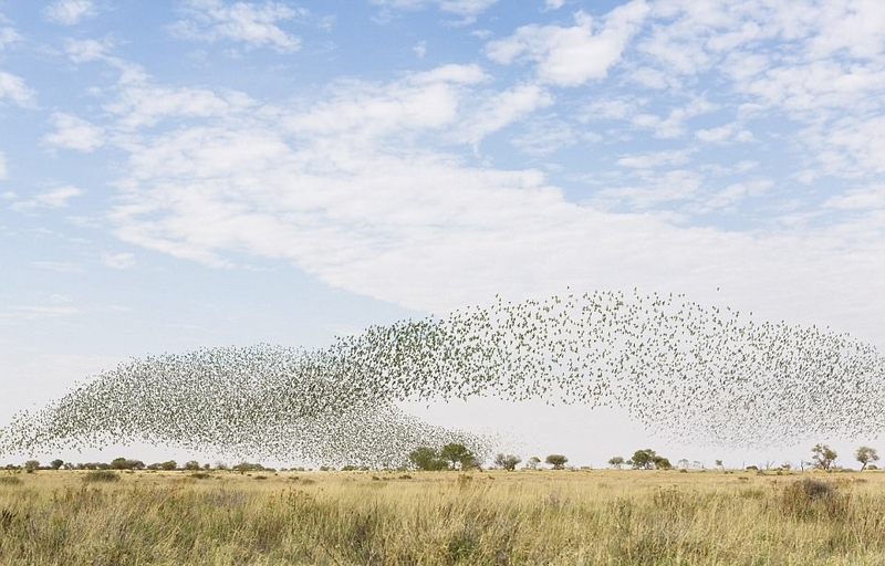 上万鹦鹉集体觅水场面壮观似龙卷风