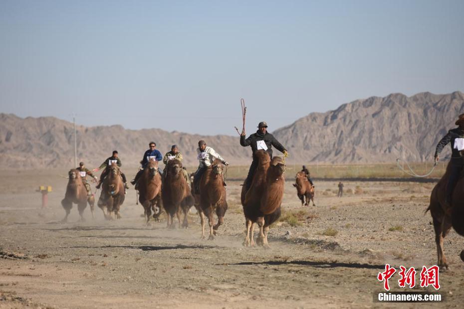 甘肃戈壁小城办骆驼文化节 300余峰骆驼“参赛”