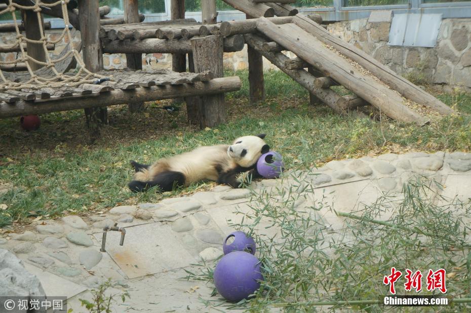 享受初冬暖阳 大熊猫平躺在地晒肚皮