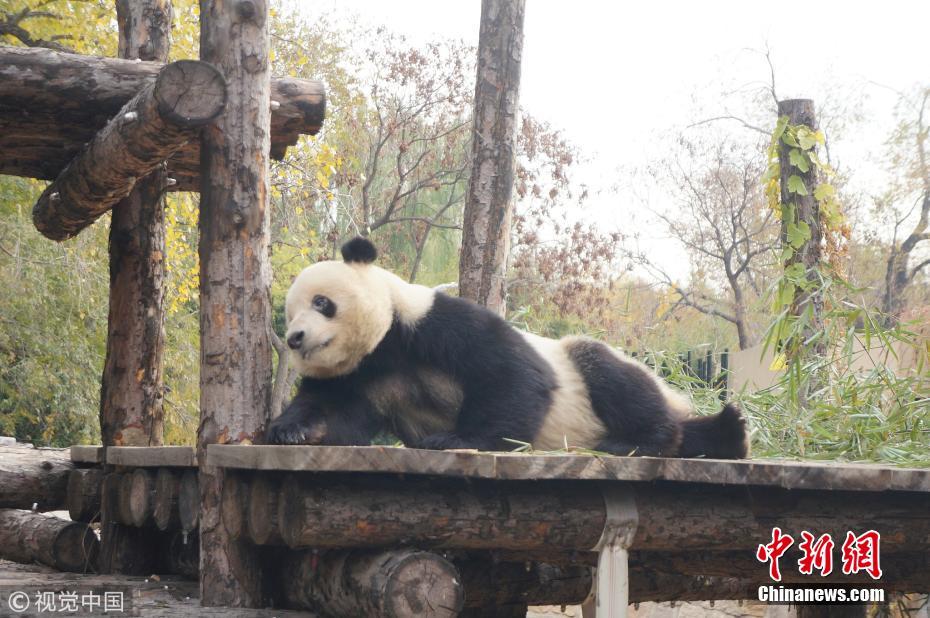 享受初冬暖阳 大熊猫平躺在地晒肚皮