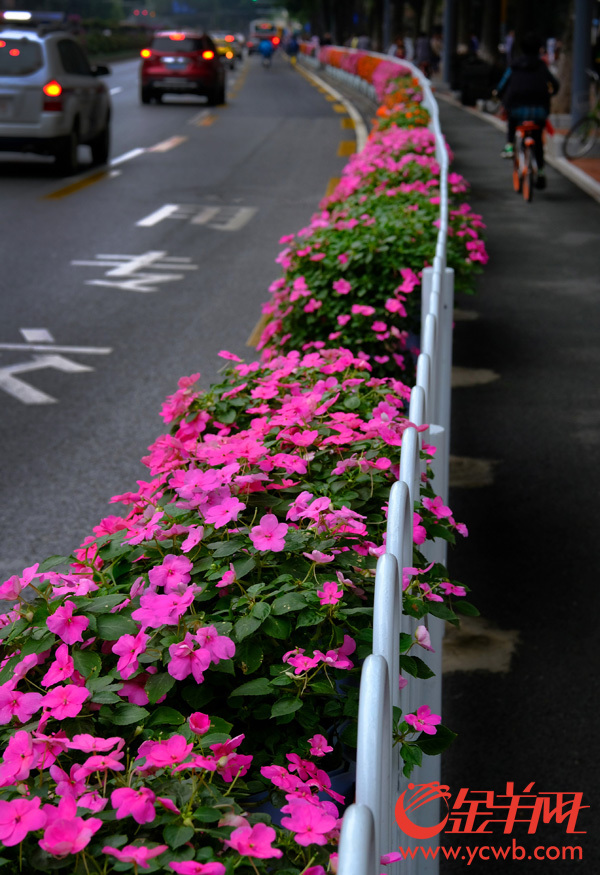 花圃、挂花……美醉，广州主干道变身花海