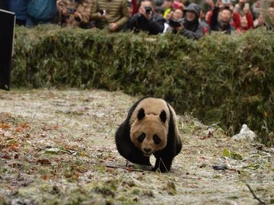 大熊猫“八喜”“映雪”被放归 迅速跑进山林