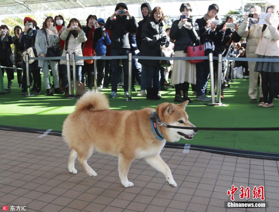 日本网红柴犬出席“见面会” 粉丝排长队一睹真容