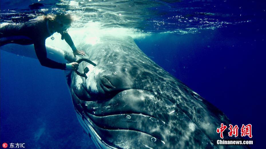 生物学家潜水遇鲨鱼座头鲸霸气当护花使者