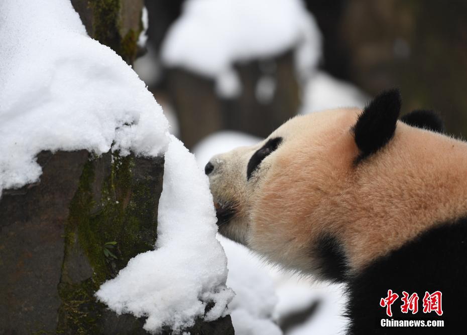 浙江杭州 熊猫雪地里活动进食憨萌可掬