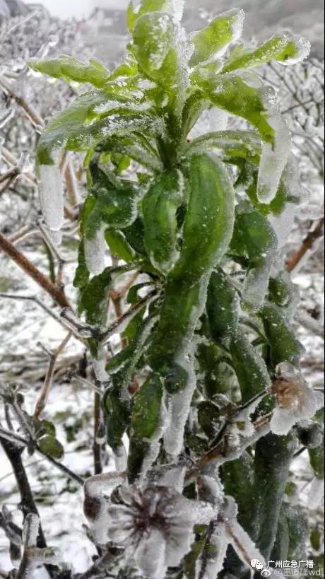 雪线已进入广东北部！高速封闭、辣椒结冰…广州也下雪了？