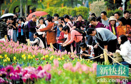 花城看花 广州打造30000平米花海、花镜新春嘉年华