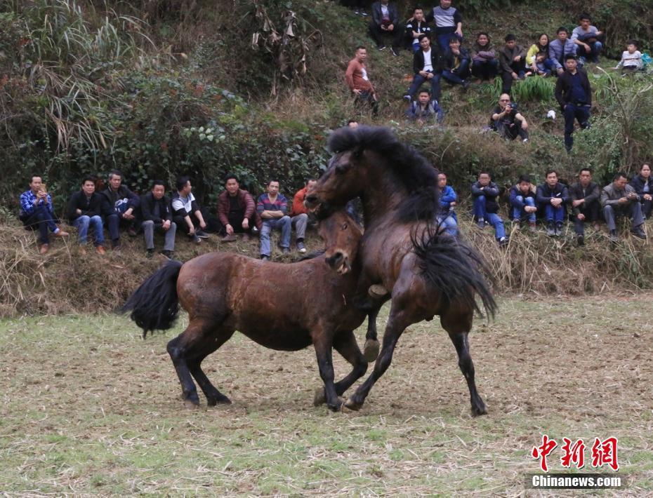 广西大苗山田间斗马迎新年