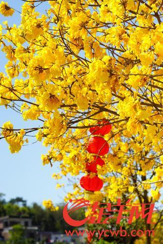 花都区梯面镇第十届油菜花旅游文化节开幕