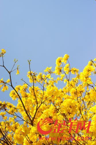 花都区梯面镇第十届油菜花旅游文化节开幕