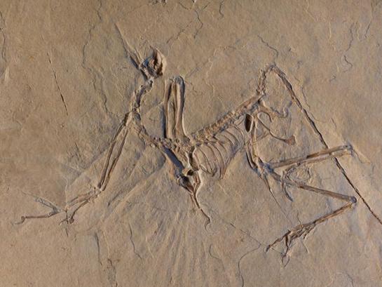 法国展出始祖鸟化石 发现于侏罗纪索伦霍芬石灰岩