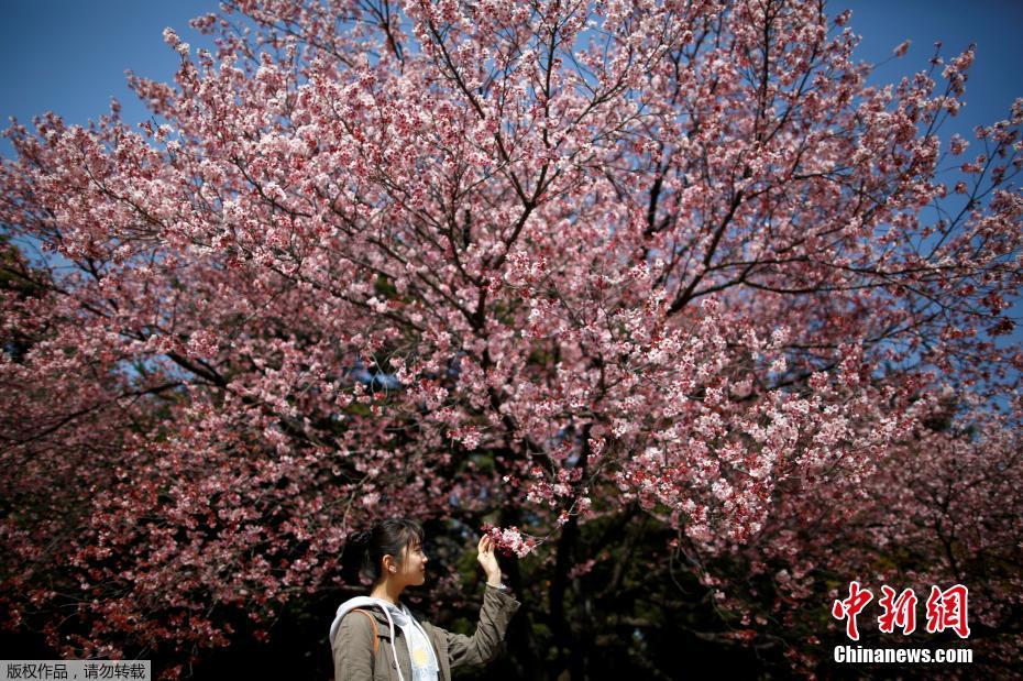 日本东京提前进入樱花季 游人徜徉花海乐享美