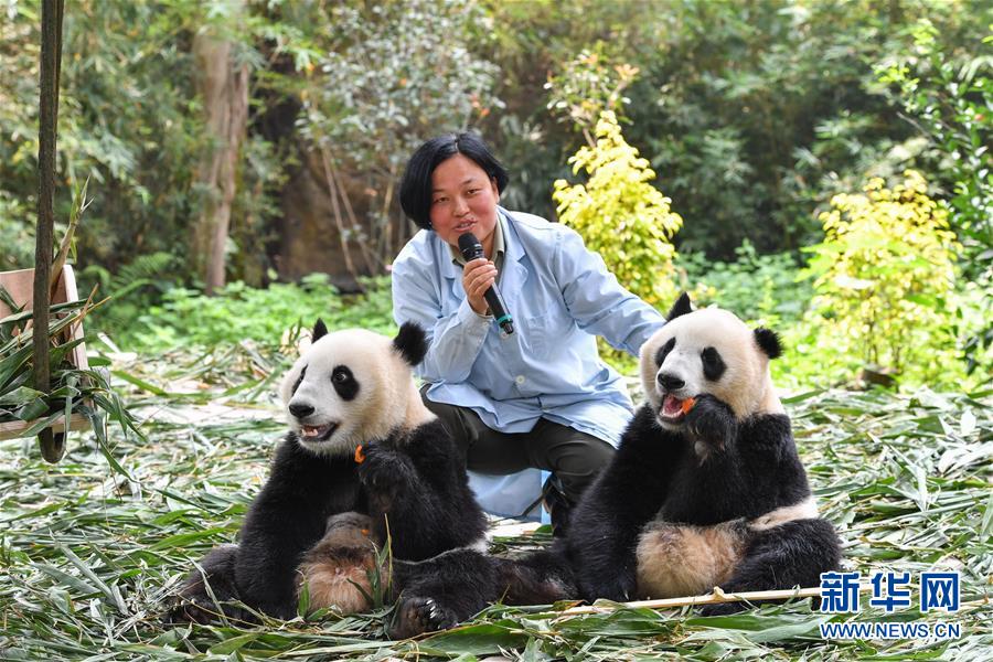 广州:双胞胎大熊猫断母乳 迈出独立生活第一步
