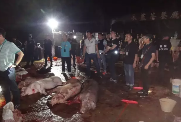 非法屠宰的生猪就搁在地上 非法屠宰的生猪就搁在地上