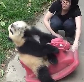 熊猫宝宝骑“烈马” 无愧世界萌王之王
