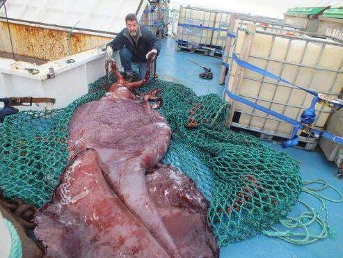 新西兰 渔民捕获鱼中鱼 令人称奇(图) 盘点大鱼