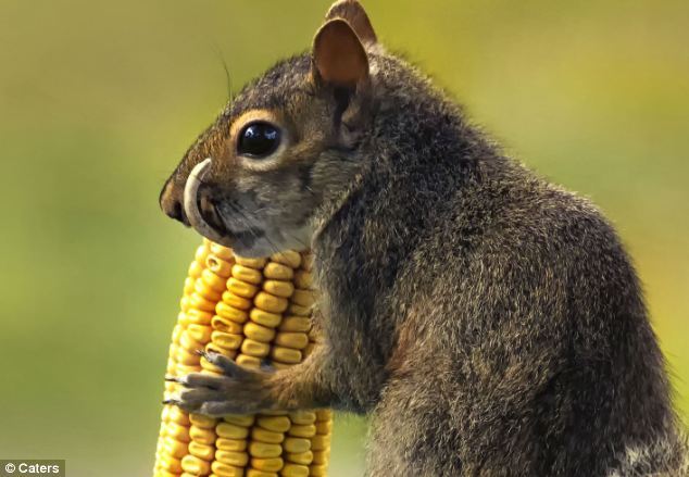 美国发现变异松鼠长剑齿:爬树变慢进食困难