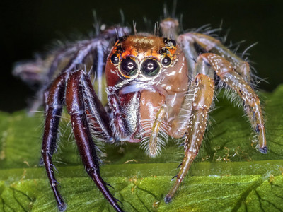 美国公园惊现雌雄同体蜘蛛 公母各占身体一半