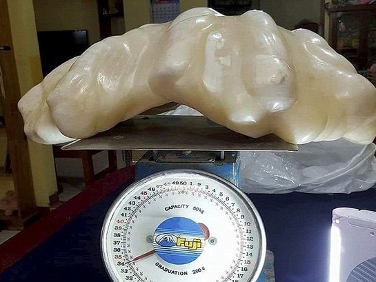菲律宾渔民发现最大珍珠:价值1亿美元 重34公斤