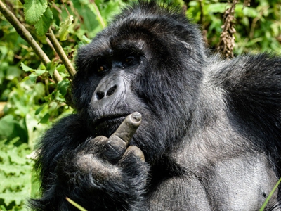 大猩猩吃饭被偷拍 怒对摄影师竖中指