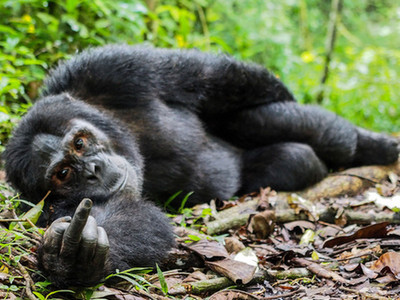 黑猩猩不爽被偷拍 朝游客竖中指抗议