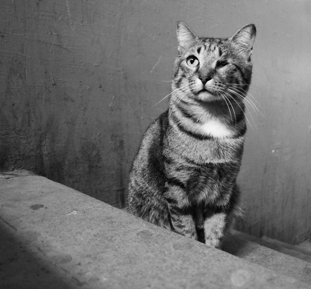 猫咪的黑白肖像