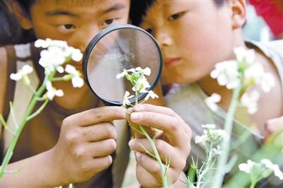 小学生在校园"微农场"观察花的结构