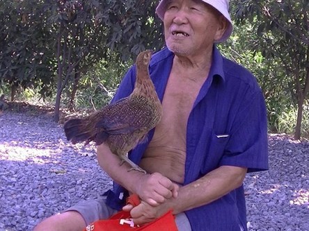 河南80岁老人与小鸡形影不离 成"忘年交"