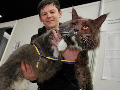 乌克兰举行最大只猫咪比赛 12公斤巨猫夺冠
