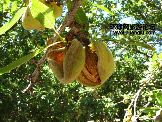 揭秘美国大杏仁加工全过程