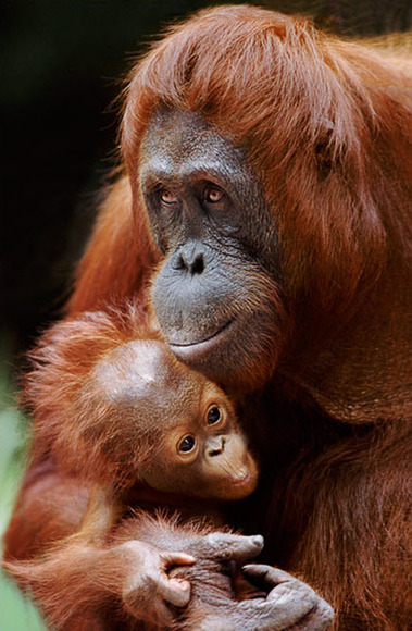 动物家庭超有爱瞬间