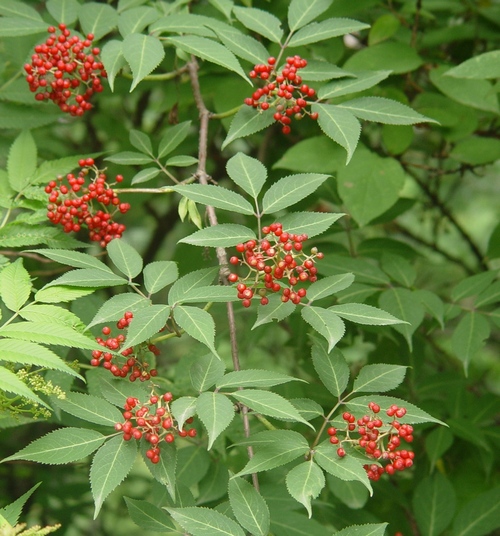 厨房中的有毒食品 10种常吃的有毒食物(图)