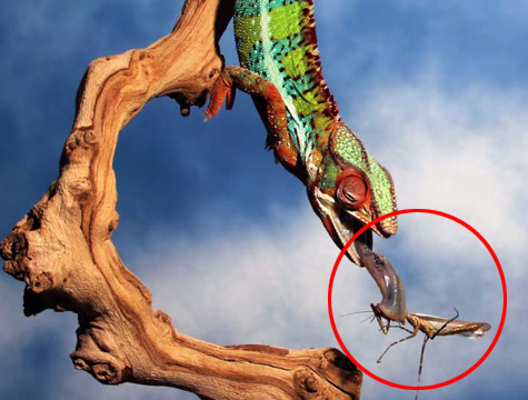 美摄影师抓拍变色龙捕食螳螂全程