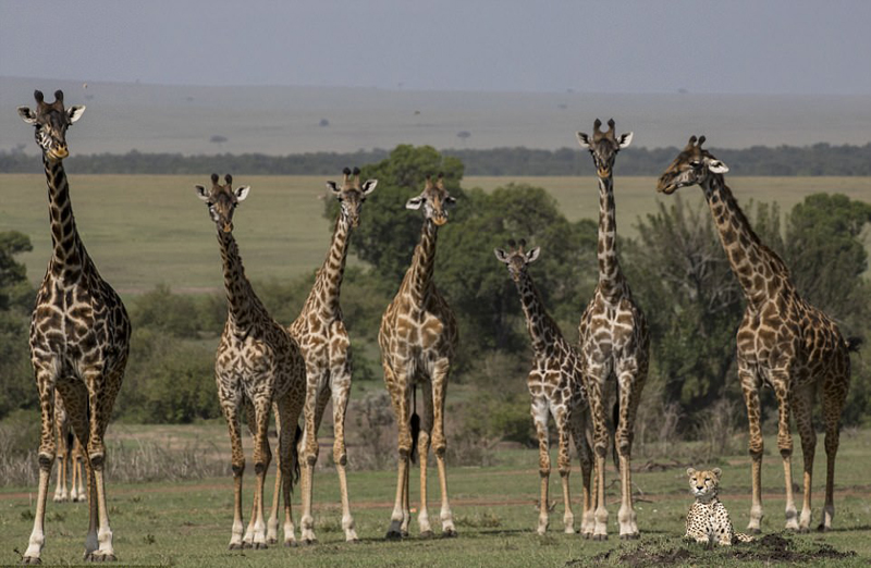 肯尼亚猎豹躺倒休息不顾成群长颈鹿好奇围观