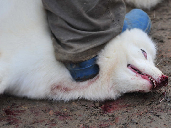 西安:数万蓝狐被棒杀剥皮