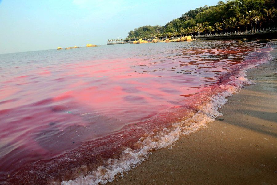 广东珠海现赤潮 海水呈红色