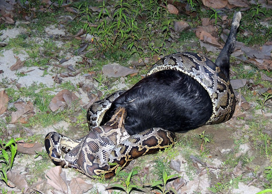 印度村民围观巨蟒吞食山羊全程